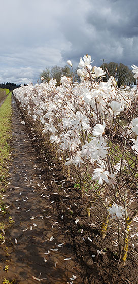Magnolia, Royal Star magnolia, flowering hedge, fragrant hedge