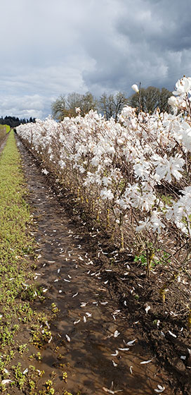 Magnolia, Royal Star magnolia, flowering hedge, fragrant hedge