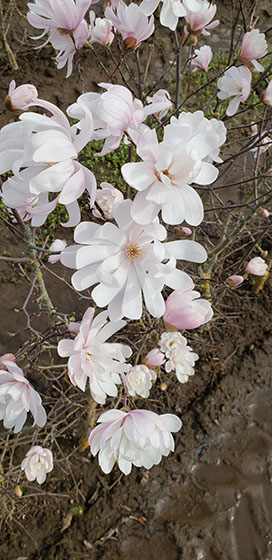 Magnolia, Royal Star magnolia, flowering hedge, fragrant hedge