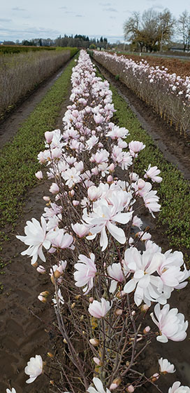 Magnolia, Royal Star magnolia, flowering hedge, fragrant hedge