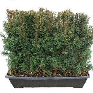 Hicks Yew Hedges (Shrub) | Taxus x media 'Hicksii'- InstantHedge