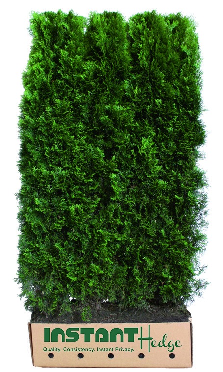 Emerald Green Hedge Grow Story 