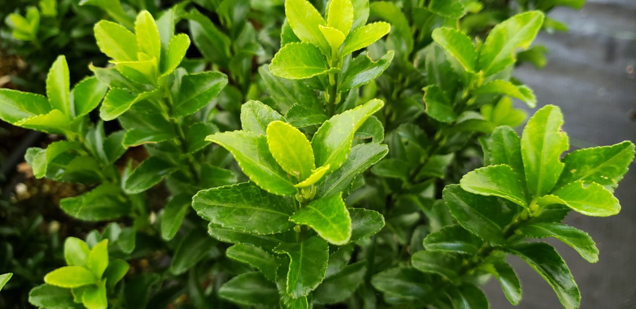 Intricate Boxwood Topiary