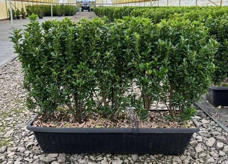 Formal Boxwood Garden Pathway