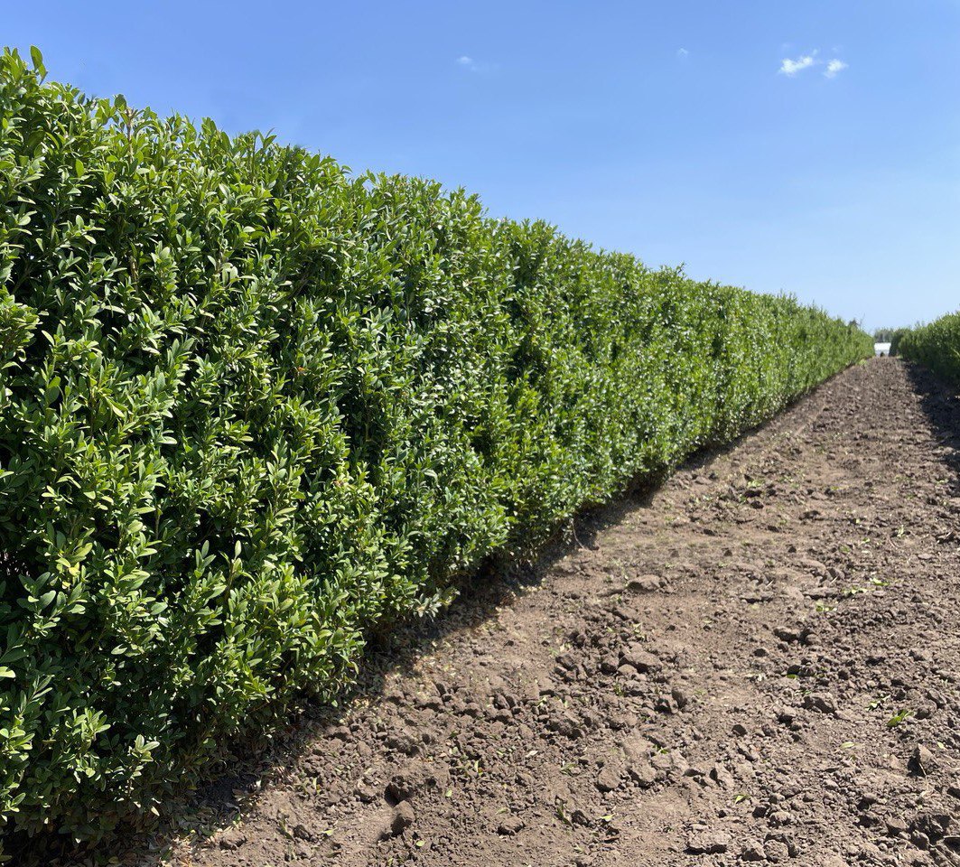 Lush Green Boxwood Hedge